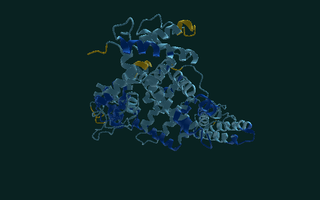 Human serum albumin, folded, coloured by confidence.