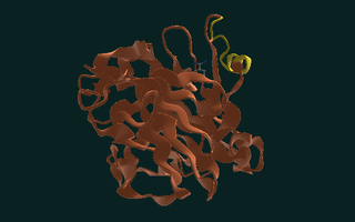 Trypsin, folded, coloured by confidence.